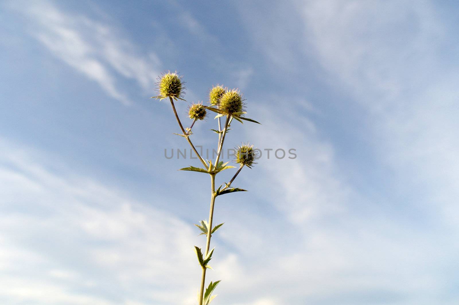 Thorny grass on blue sky with clouds. Shallow DOF.