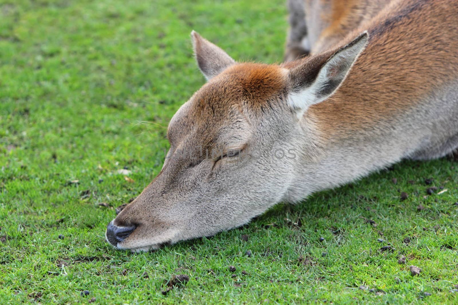 Red deer doe sleeping