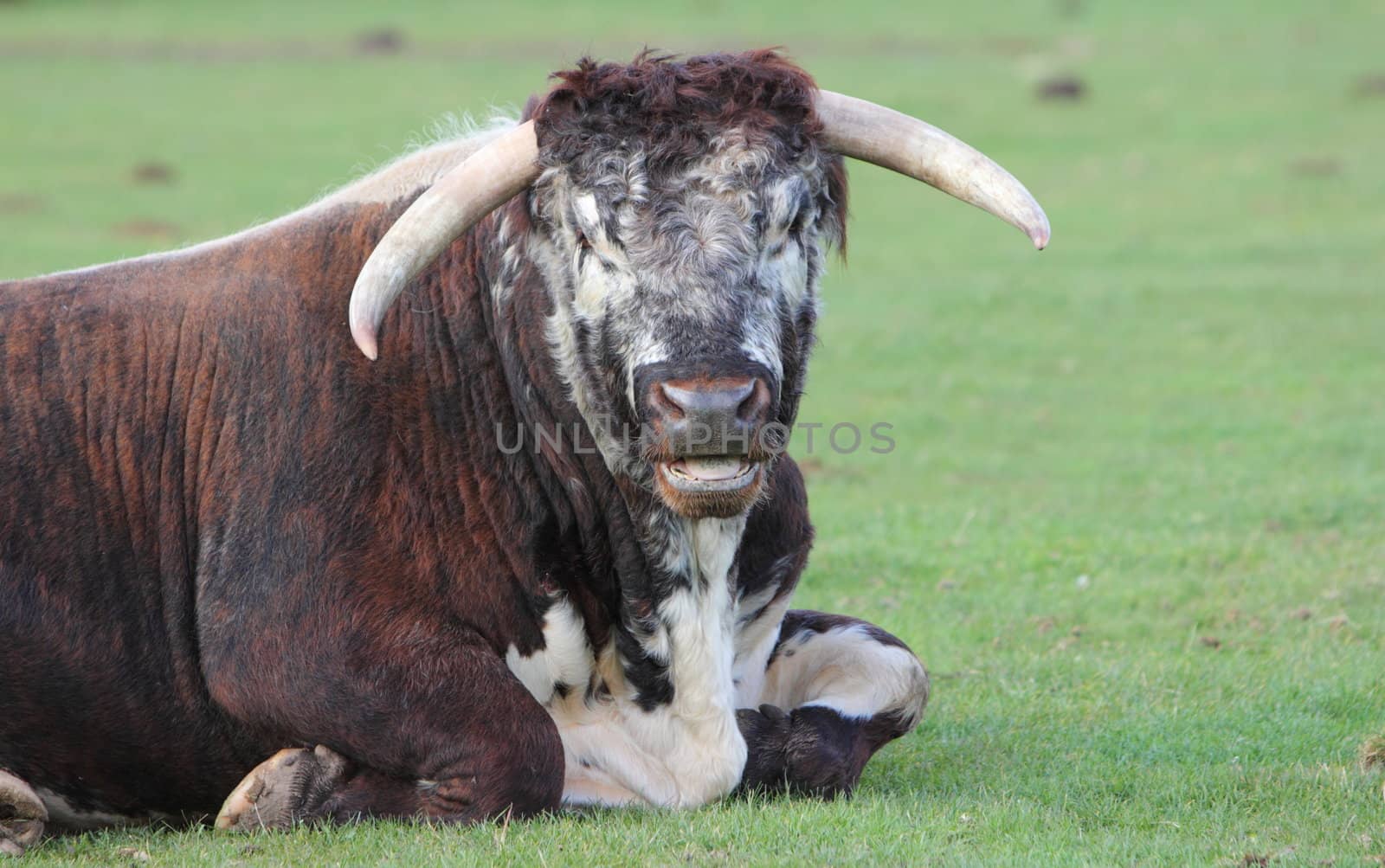 Longhorn bull