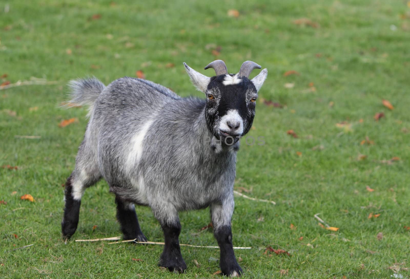 Goat