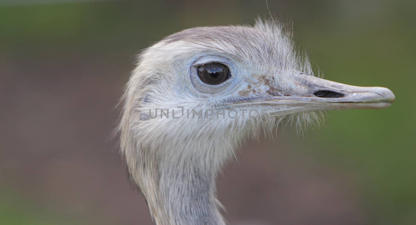 Rhea