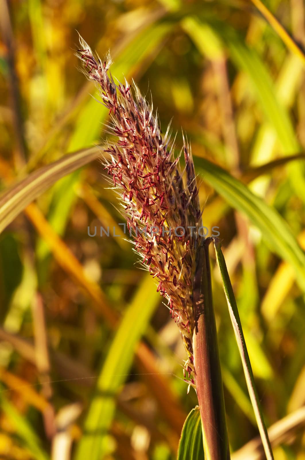 switch grass with flower by Jochen