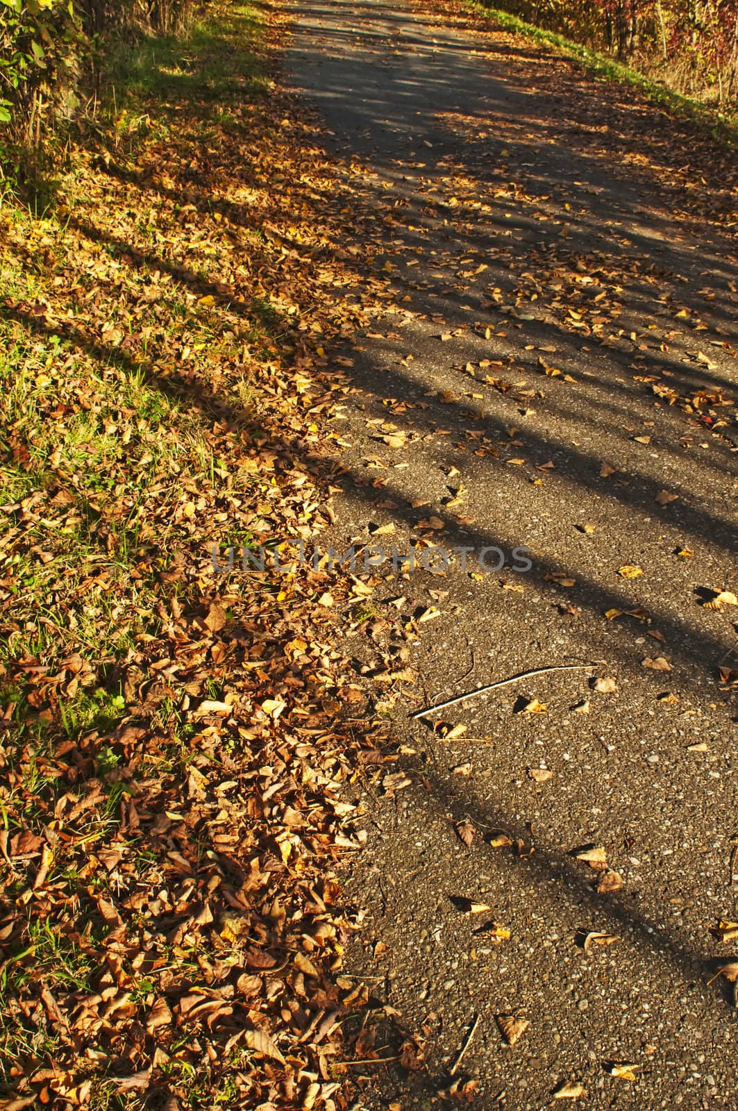 leaves in autumn