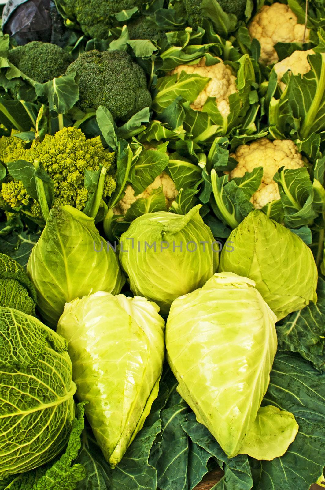 white kale at a farmer market by Jochen