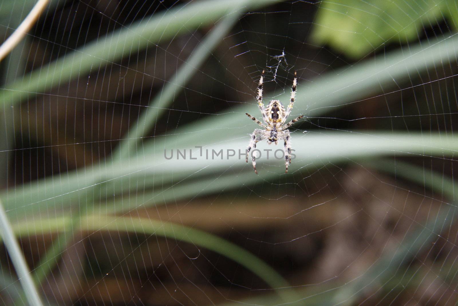 spider sitting in the middle of its web waiting for prey