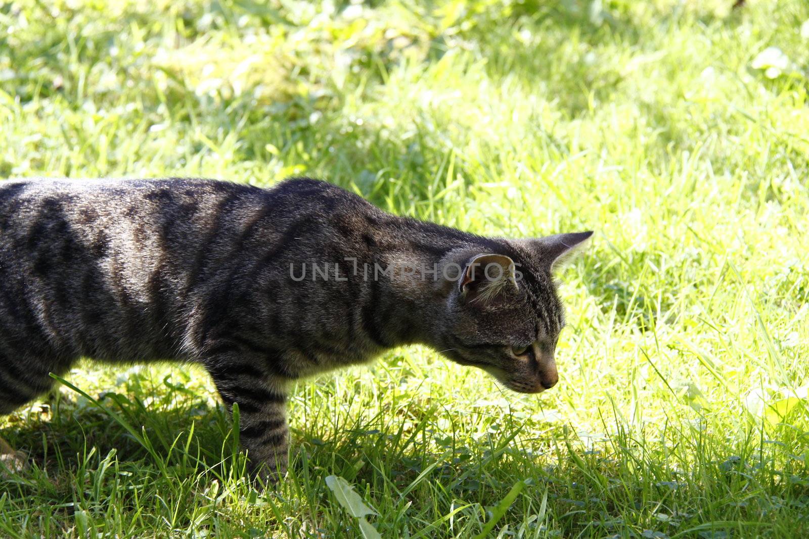 tabby cat looking at something in the grass