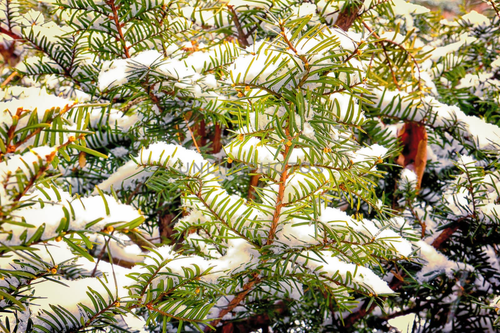Yew Branches in the Winter Snow