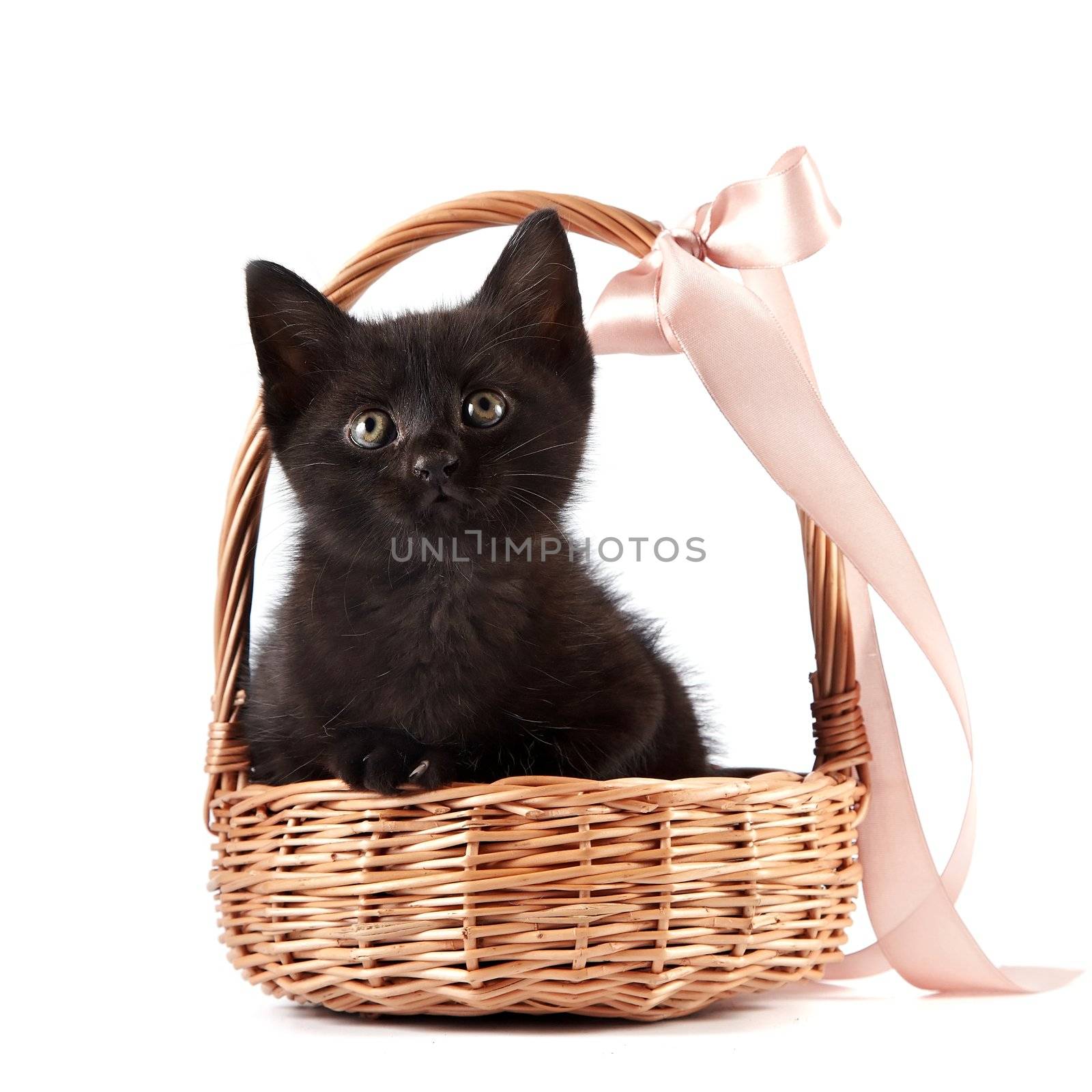 Black kitten in a wattled basket with a ribbon by Azaliya