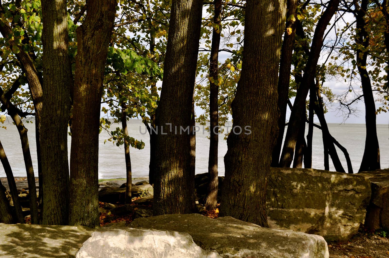 Rocks trees and water background by RefocusPhoto