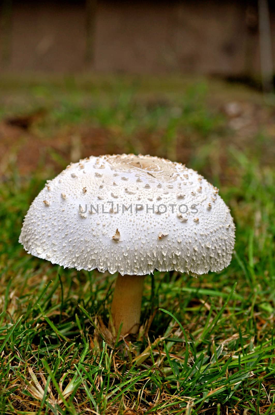 Mushroom-1 by RefocusPhoto