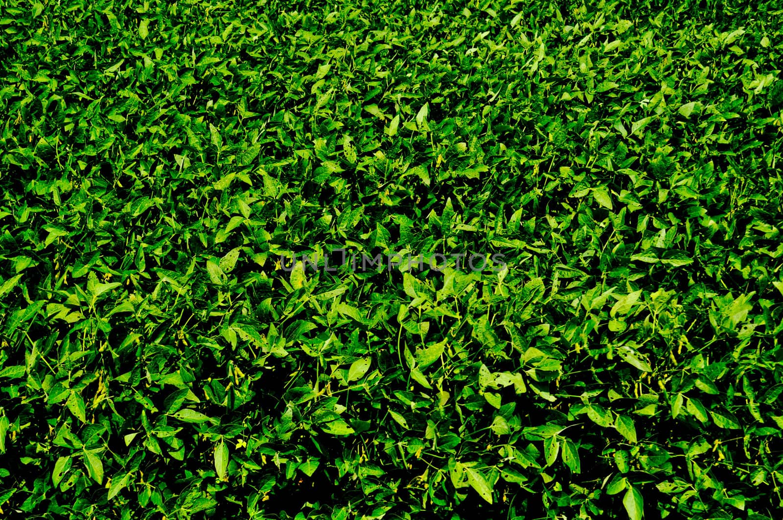 soybeans by RefocusPhoto