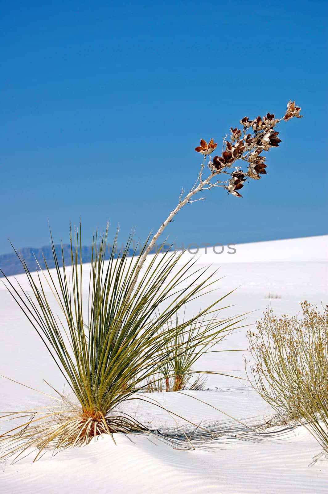 White Sands New Mexico