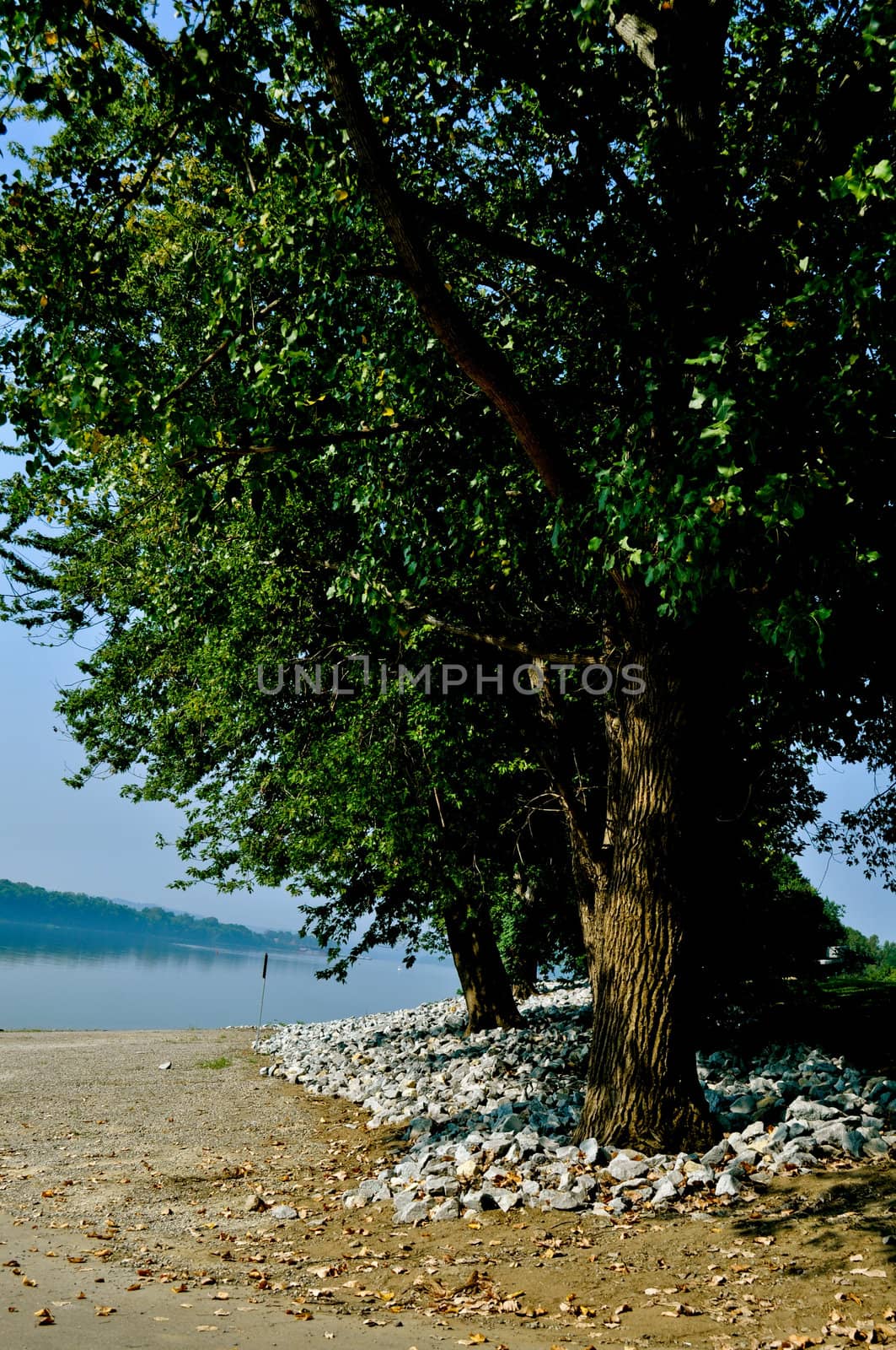 Trees on water