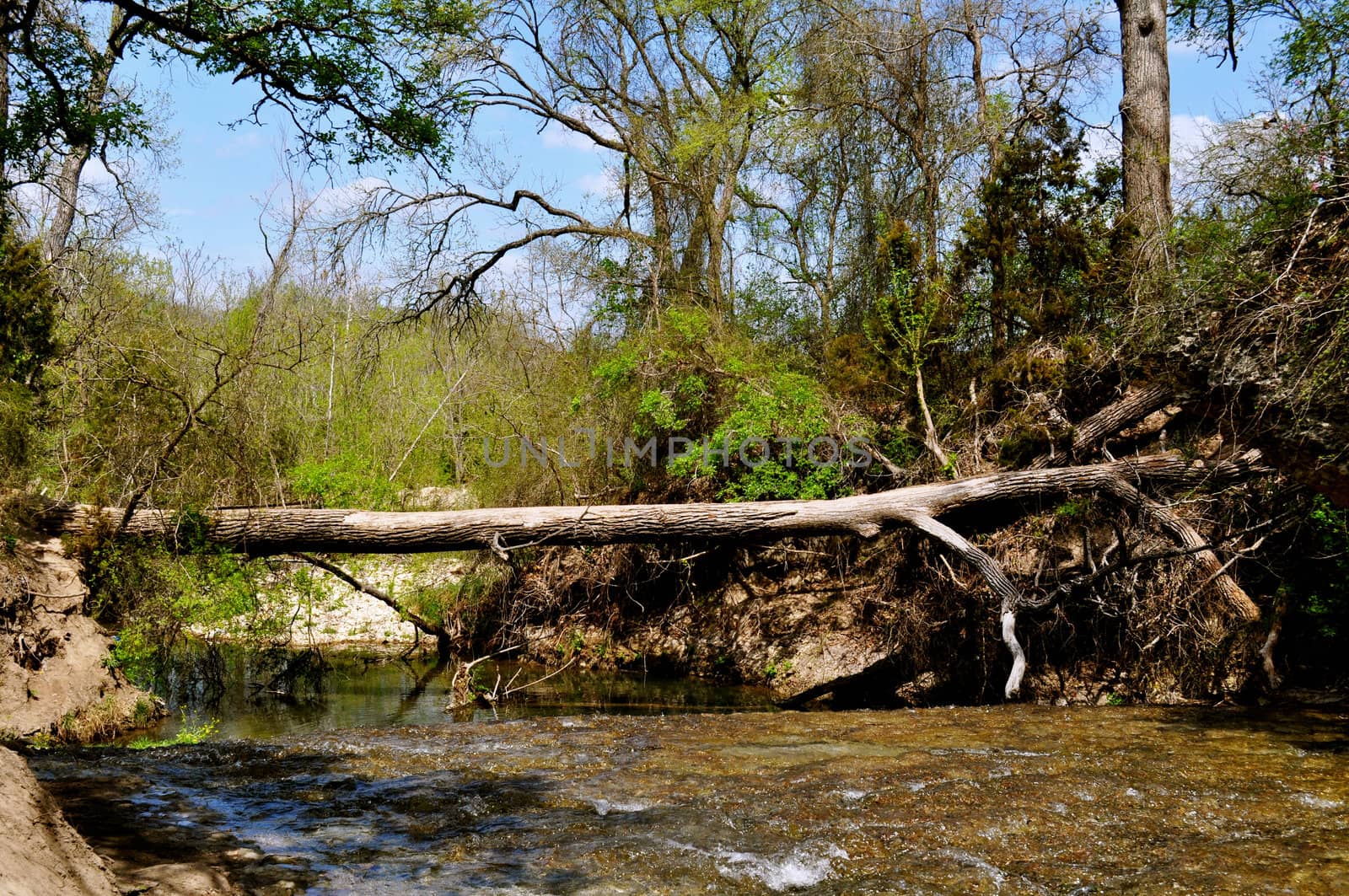 Tree Trunk Bridge by RefocusPhoto