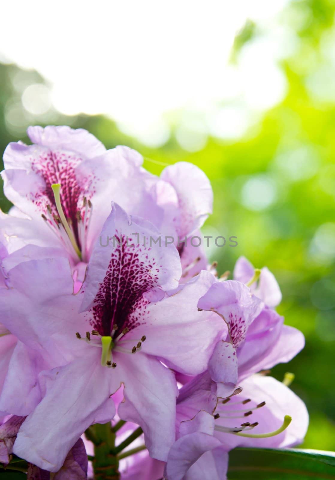 Pink Rhododendron close-up, selective focus by simpson33