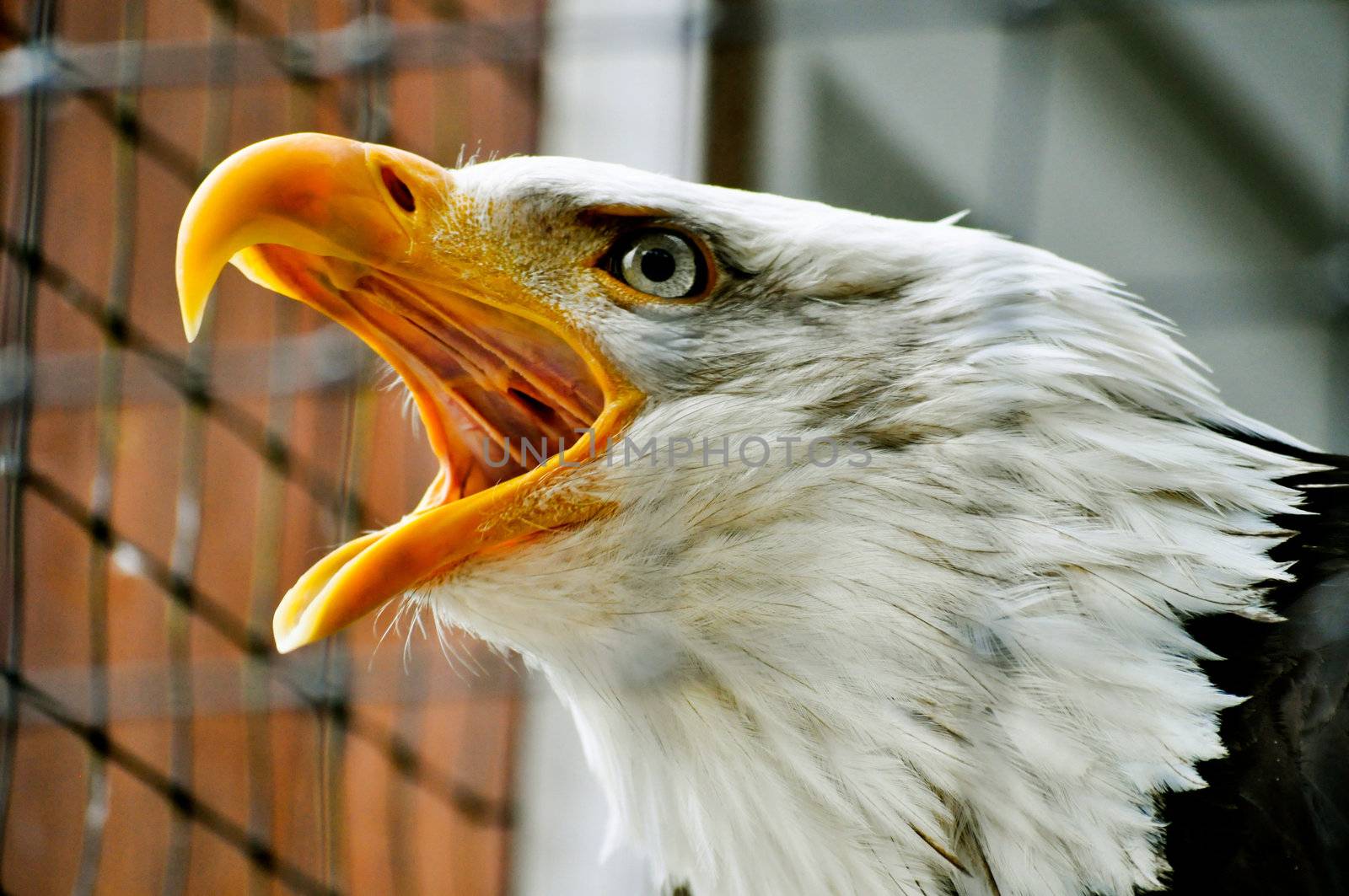 Screeching eagle by RefocusPhoto