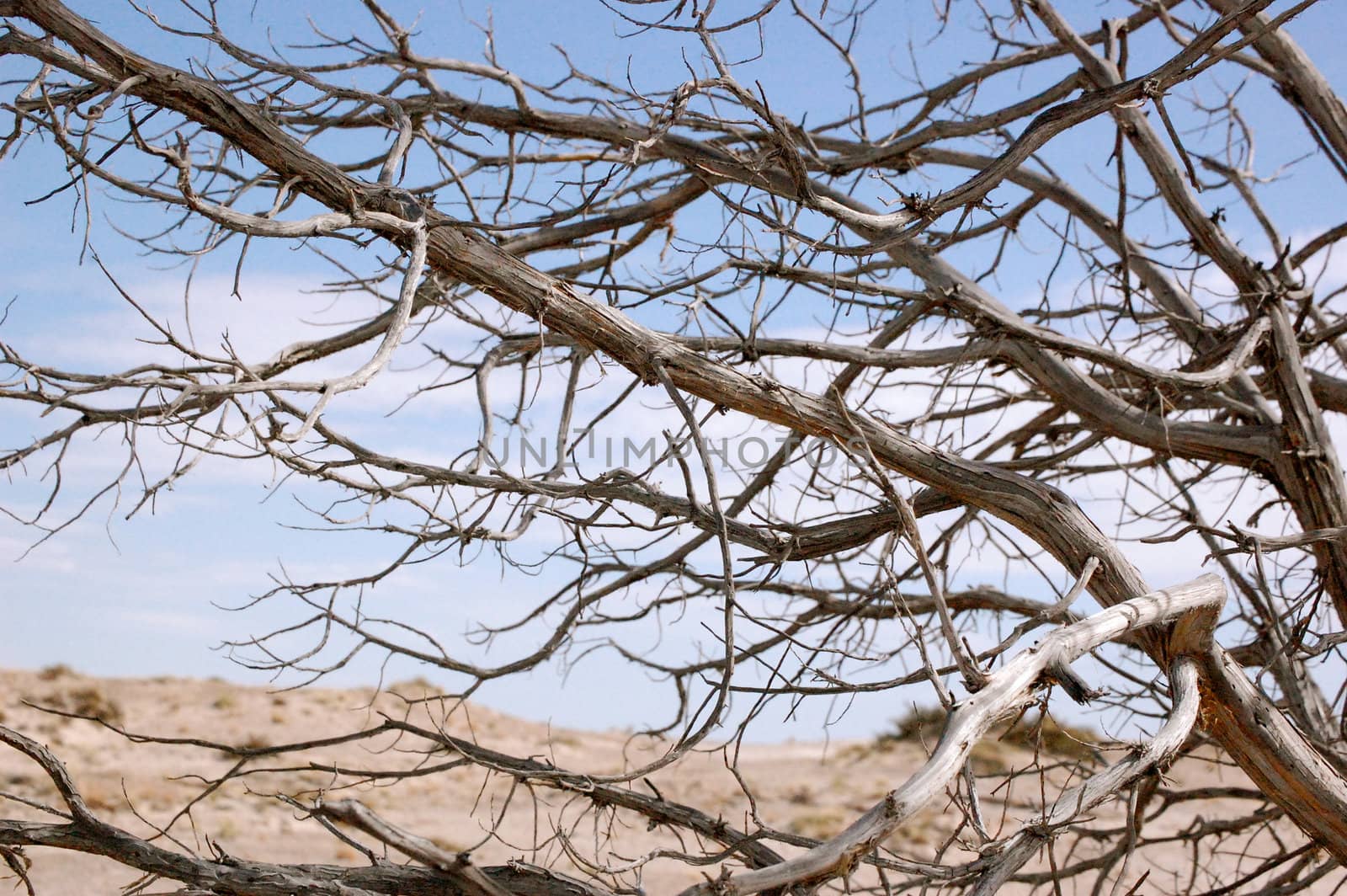 Petrified Forest - Branches-1-1 by RefocusPhoto