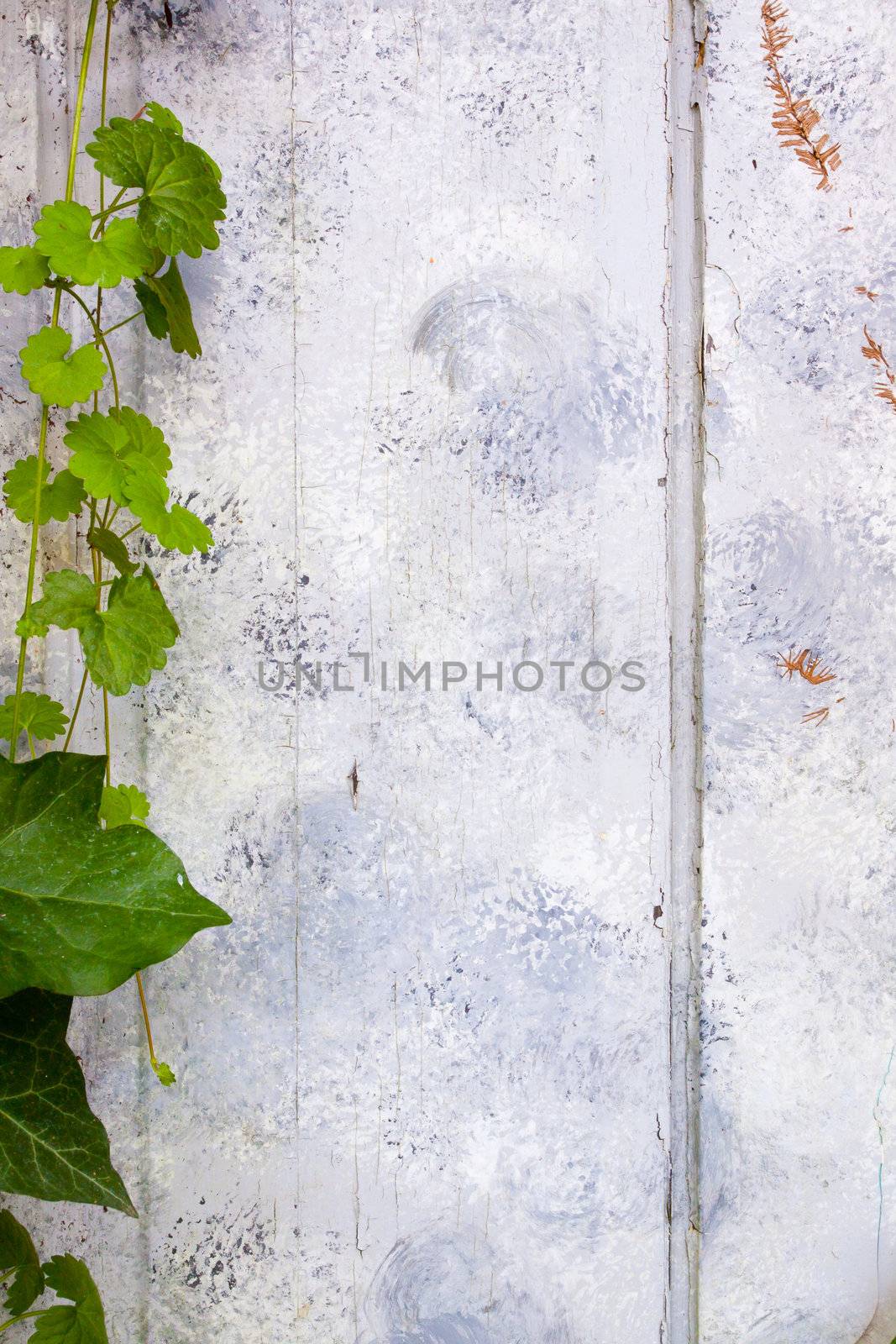 Ivy Covered Door by joshuaraineyphotography