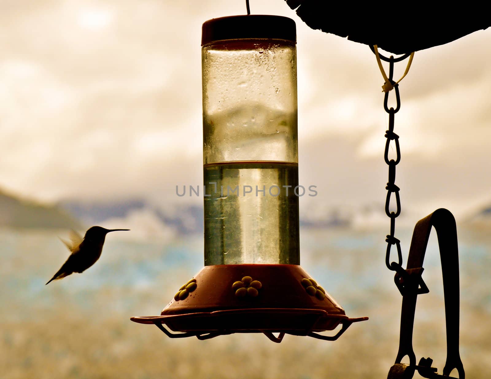 Hummingbird Approaches Feeder 3 by RefocusPhoto