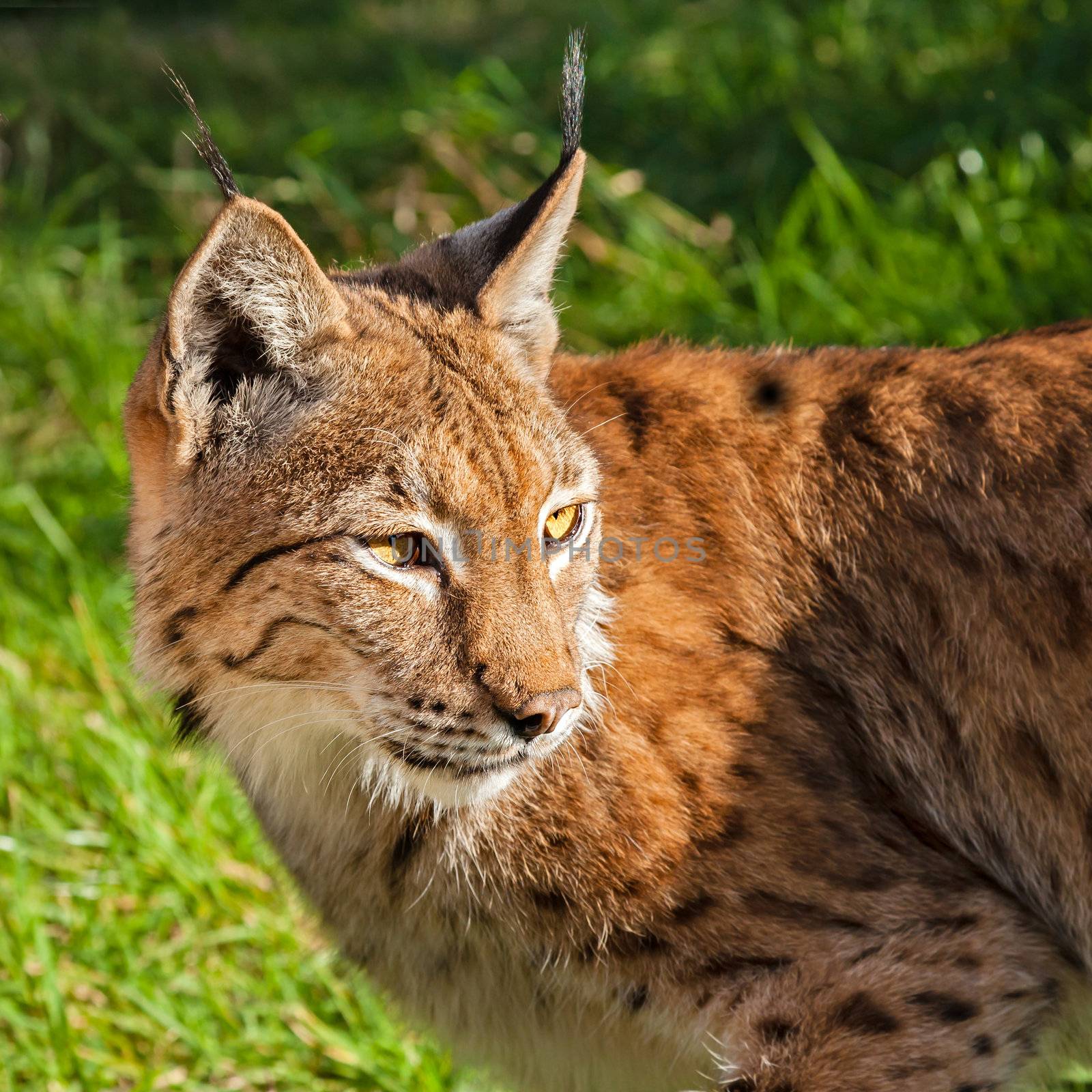 Head Shot of Eurasian Lynx Looking Over Shoulder in Afternoon Sunshine