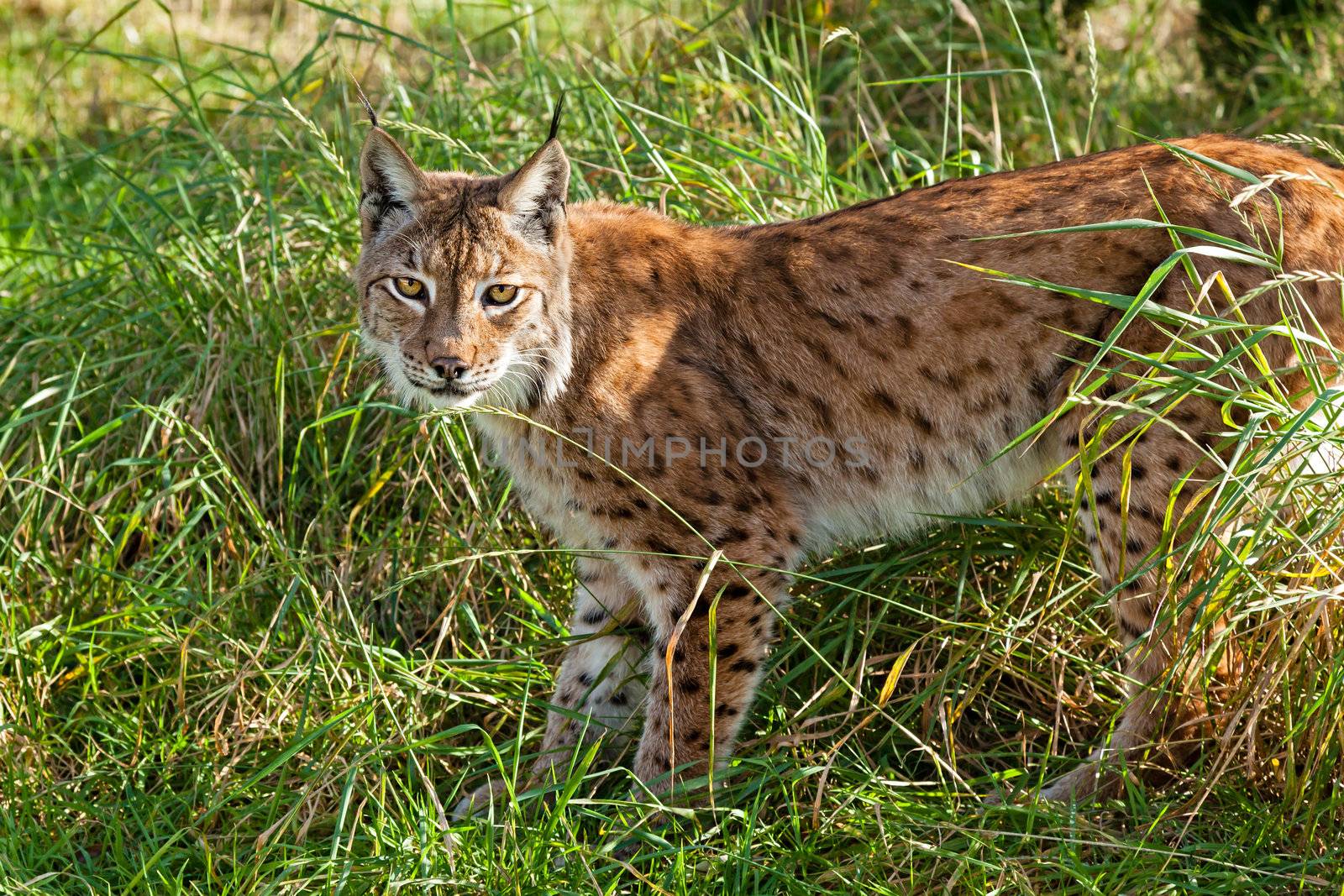 Portrait of Eurasian Lynx Standing in Long Grass in Afternoon Sunshine
