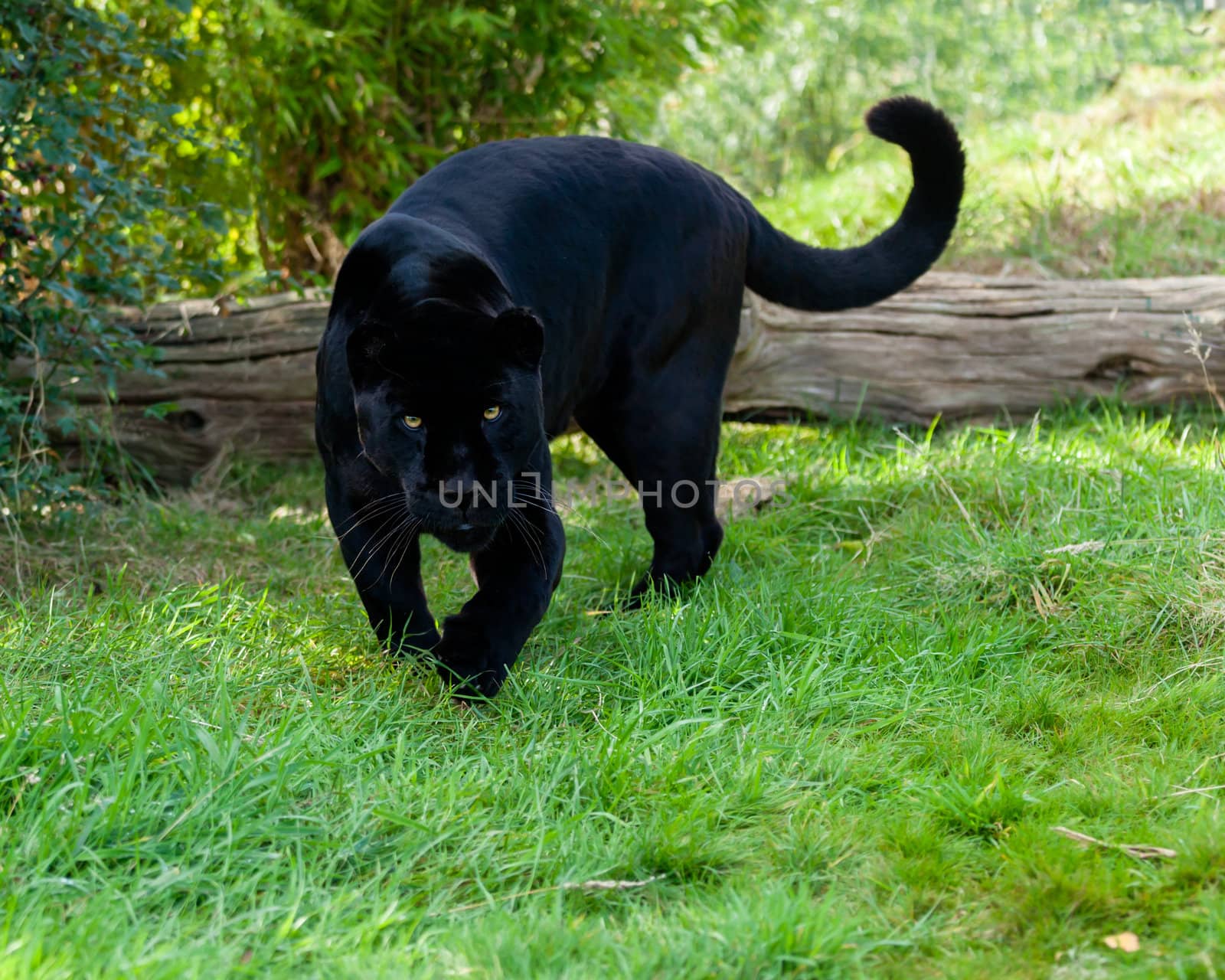 Angry Black Jaguar Stalking Forward by scheriton