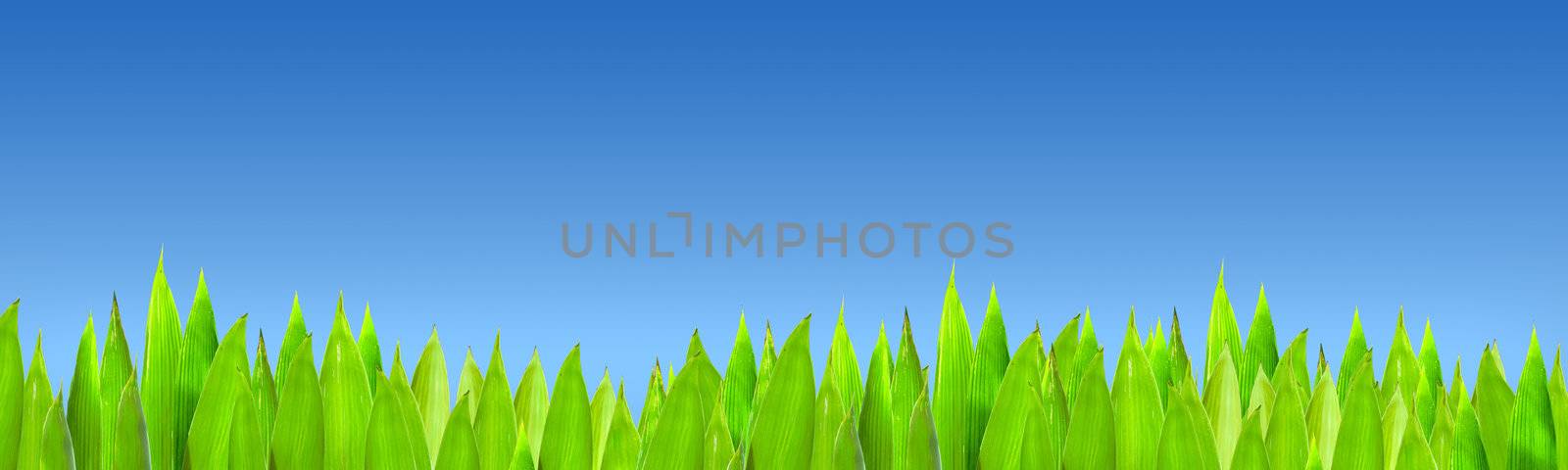 Grass on blue sky background