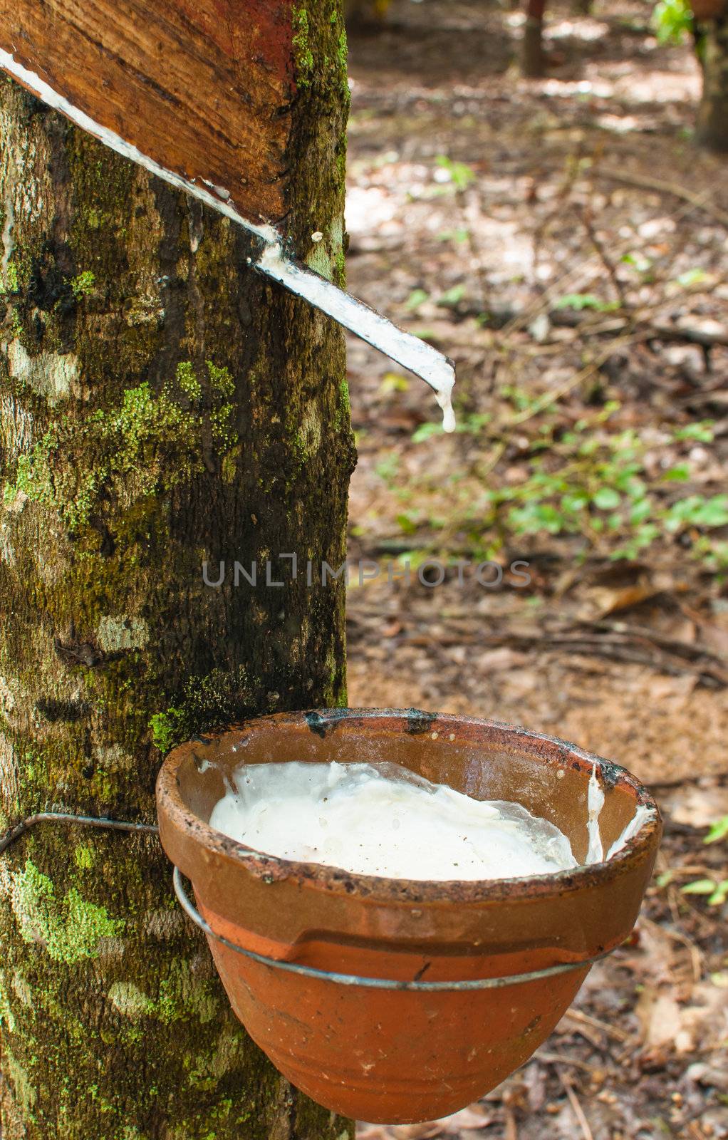 Tapping latex from a rubber tree by TanawatPontchour