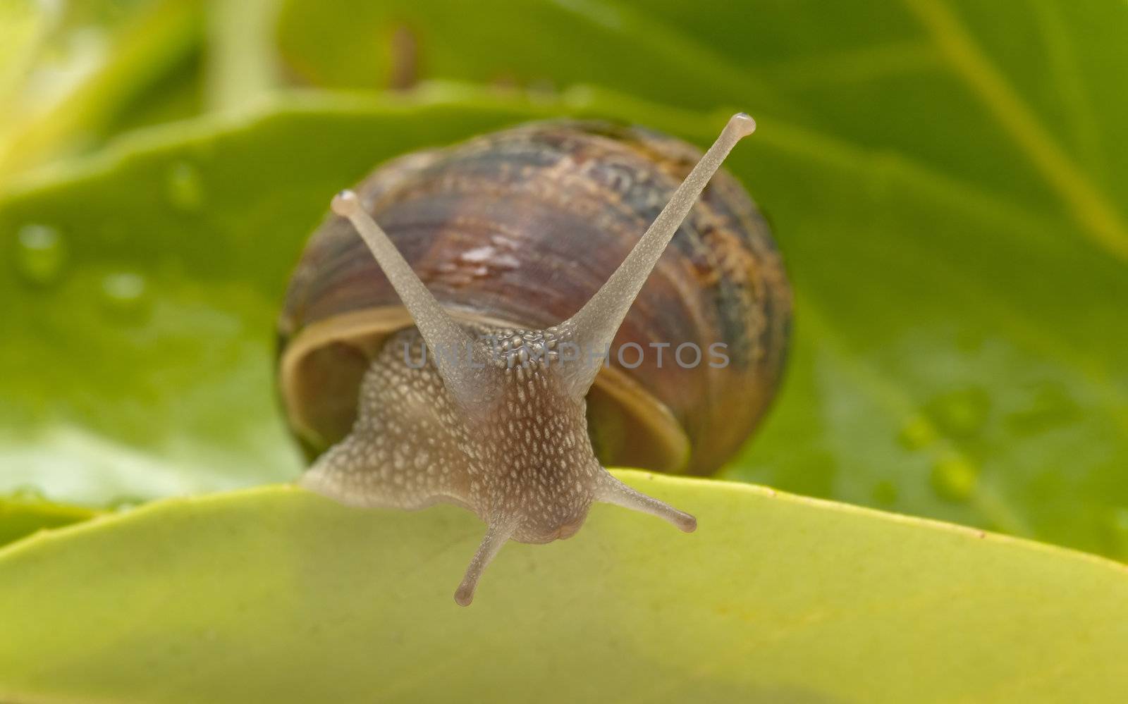 snail taking a slow walk on green leaf