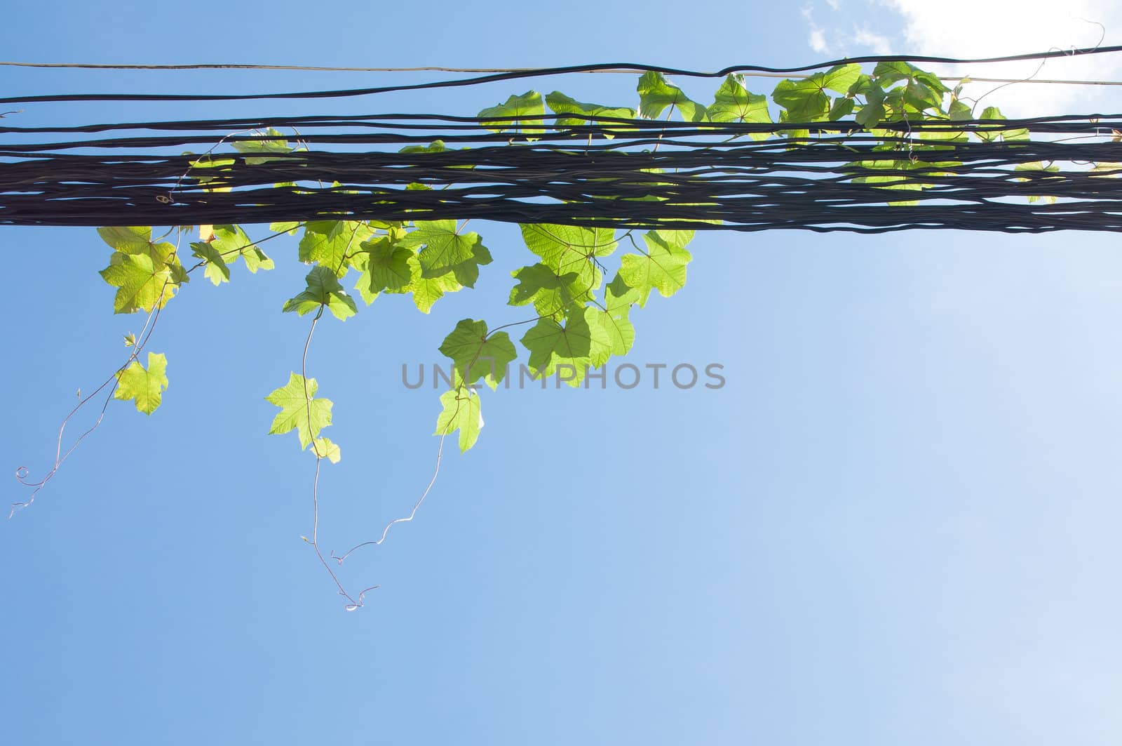 Climbing plant on disorganized telecommunication wired,blue sky background