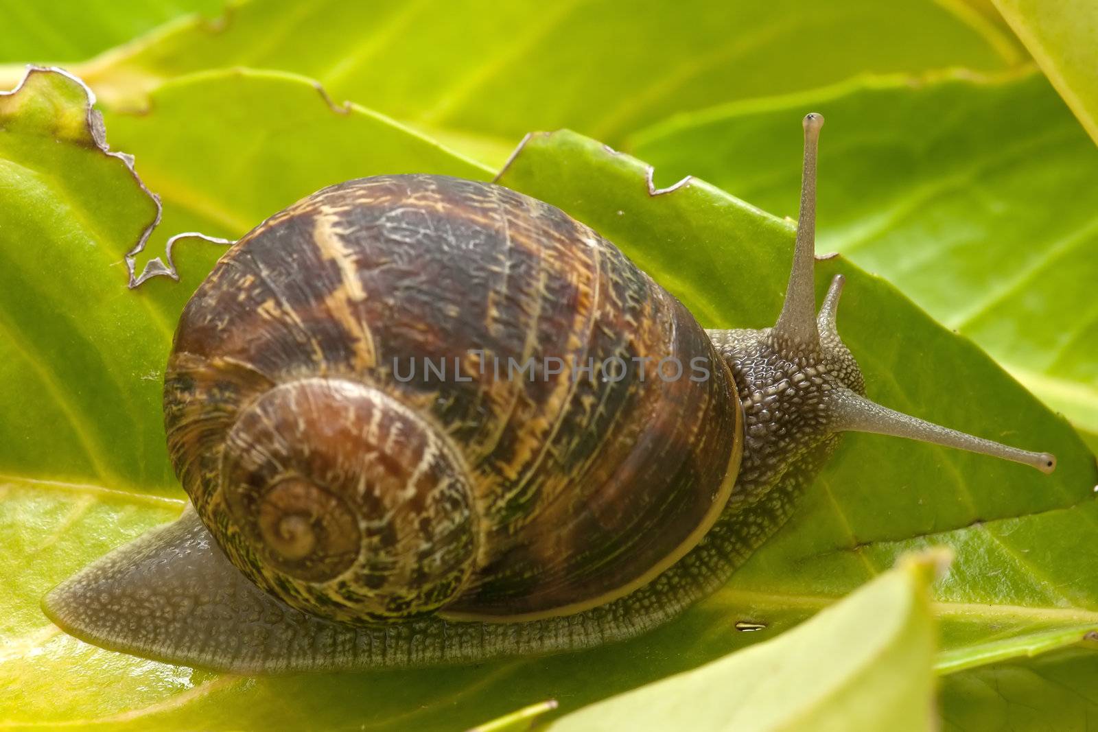 snail on the sheet by luiscar