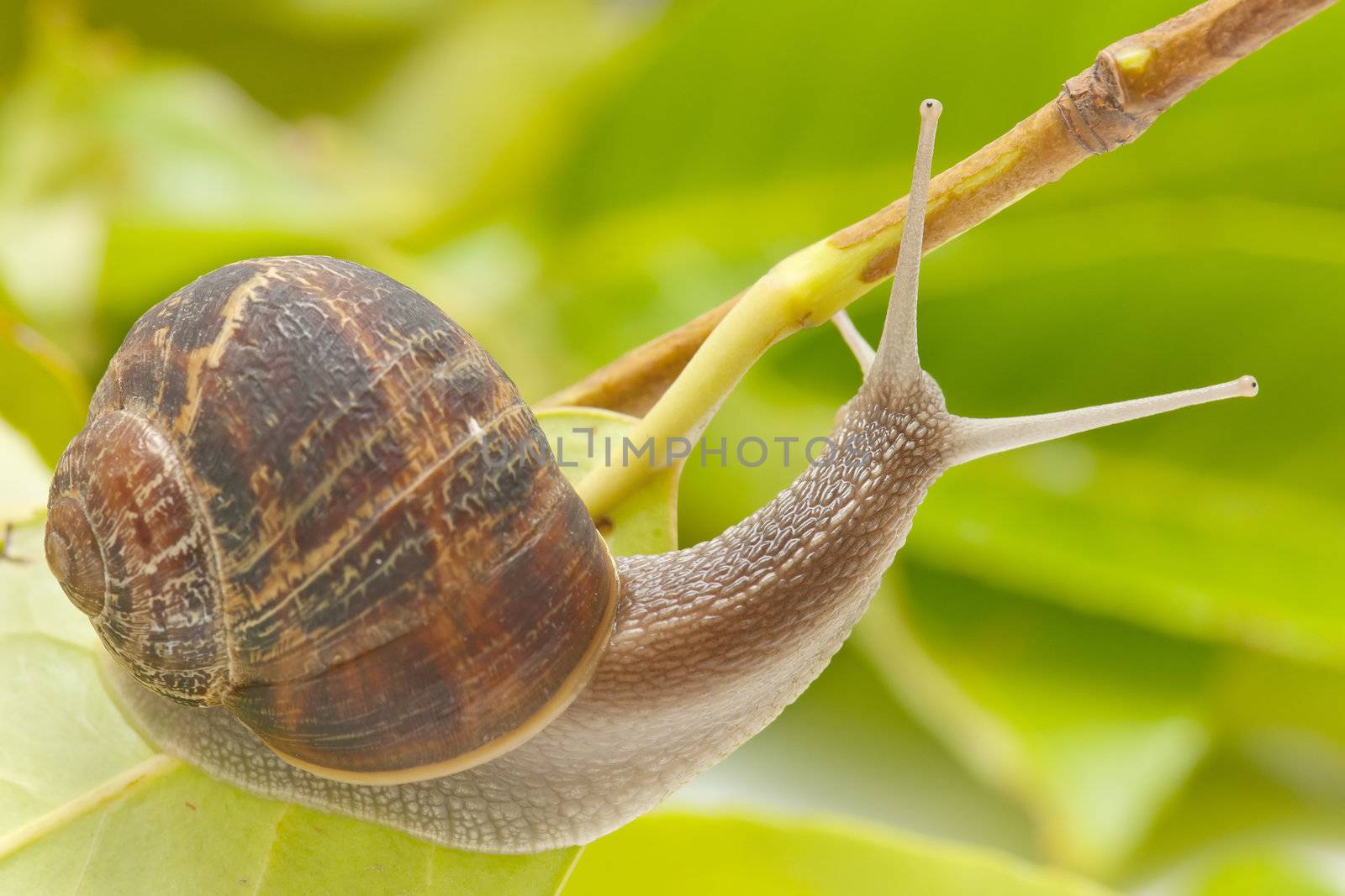 snail taking a slow walk on green leaf