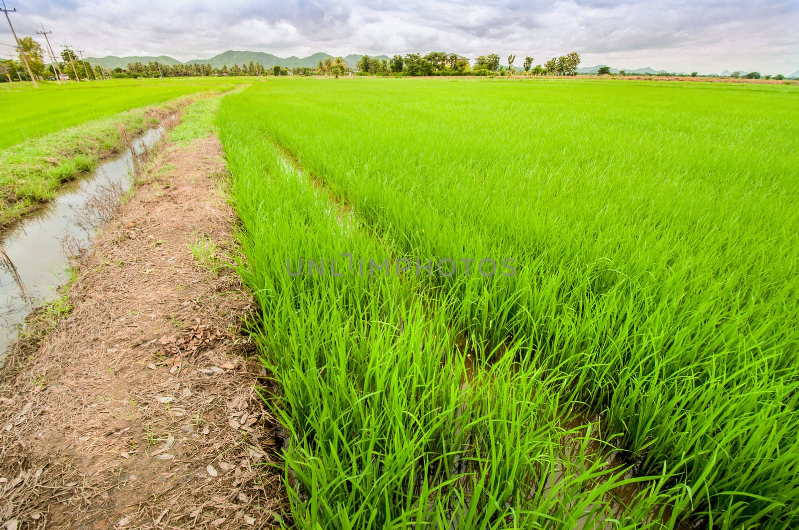 rice field Thailand by TanawatPontchour