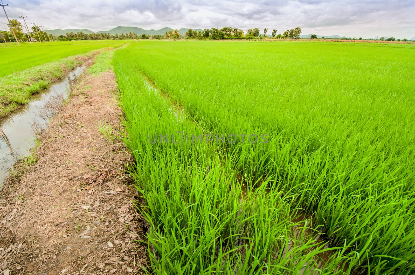 Country landscape rice field early season in Thailand