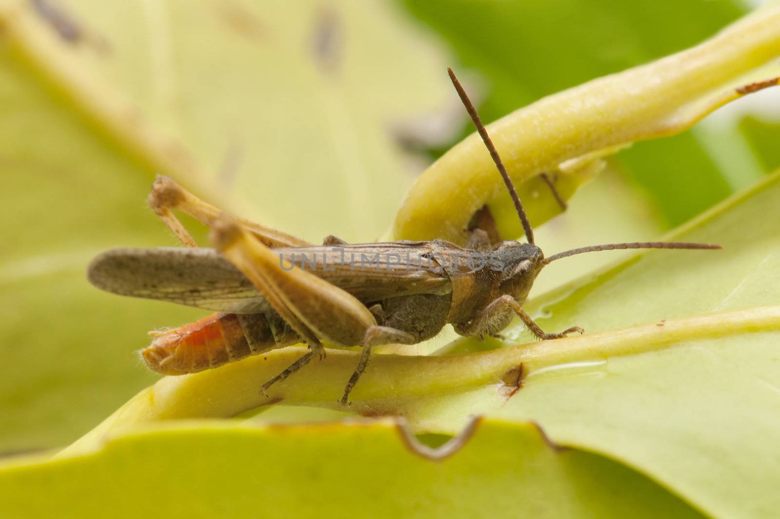 Grasshopper on green leaf by luiscar