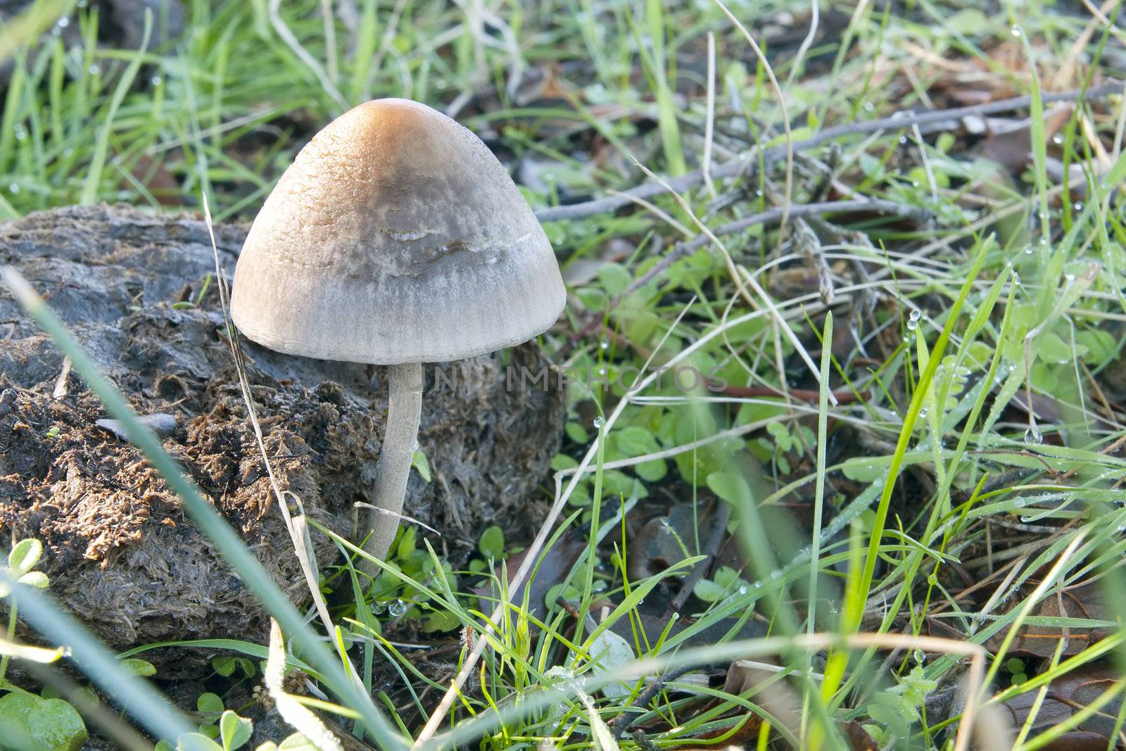 closeup of a seasonal mushrooms in the forest