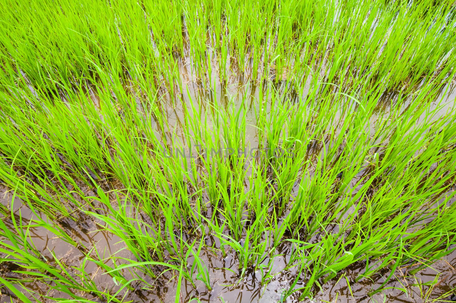Young rice sprout growing in the rice field