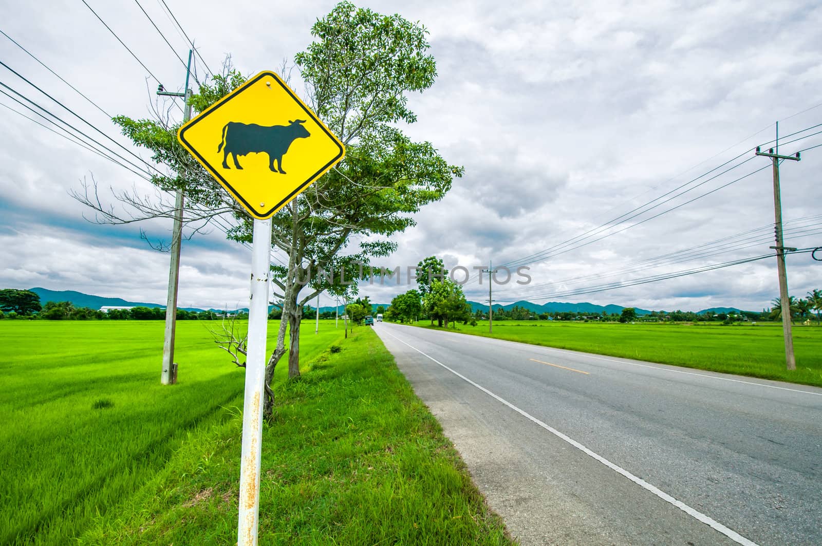 cow sign by TanawatPontchour