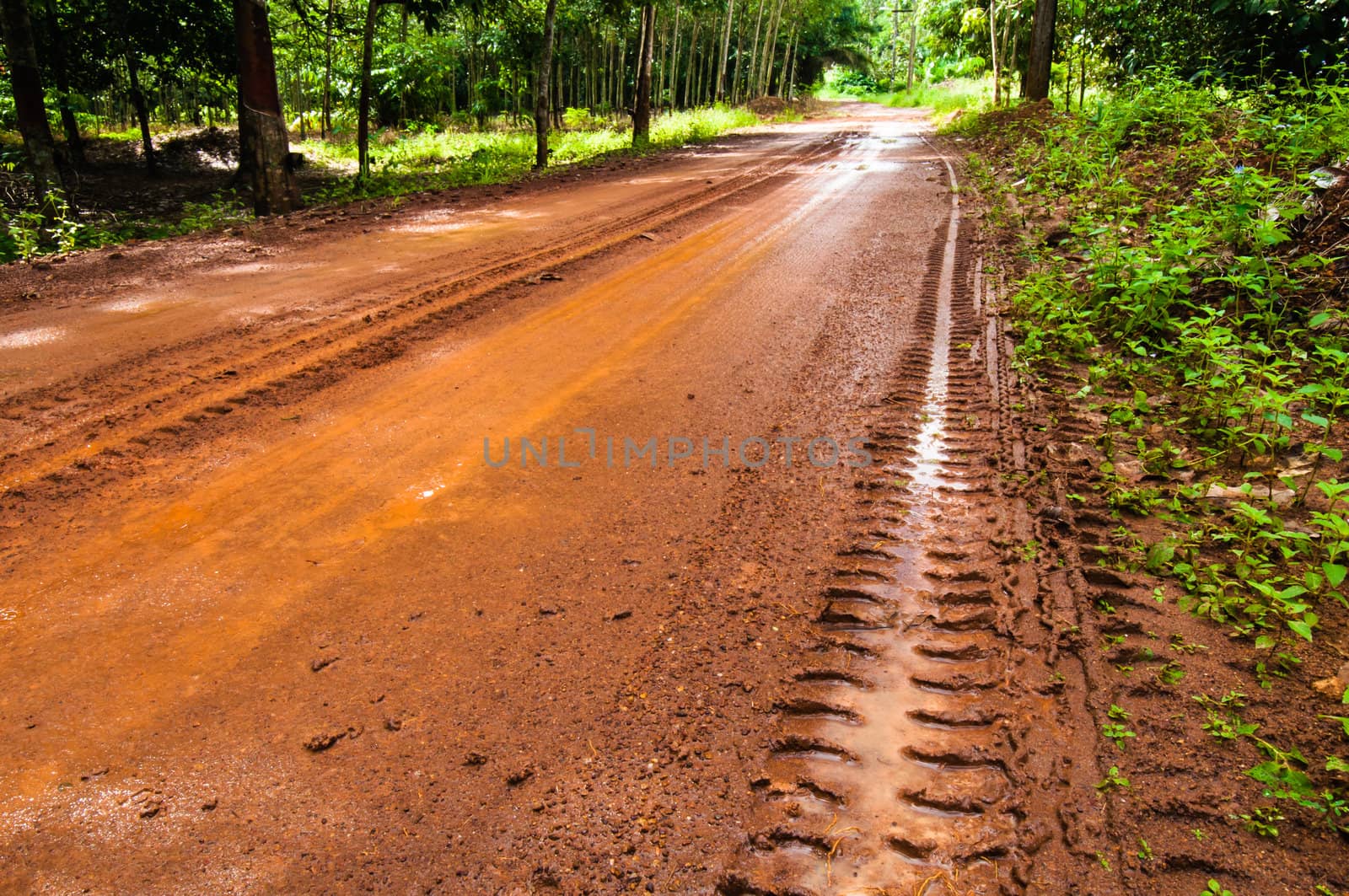 Mud Road trough rubber plantation after rain by TanawatPontchour