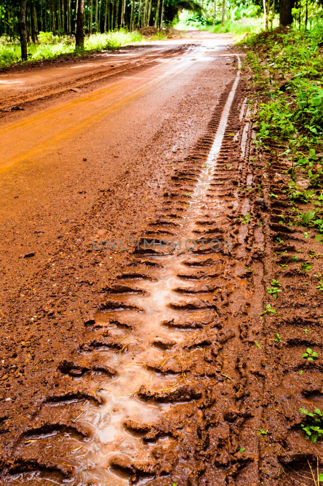 Mud Road trough rubber plantation by TanawatPontchour