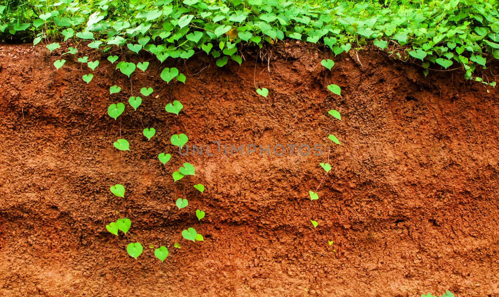 green heart leaf and underground red gravel beneath