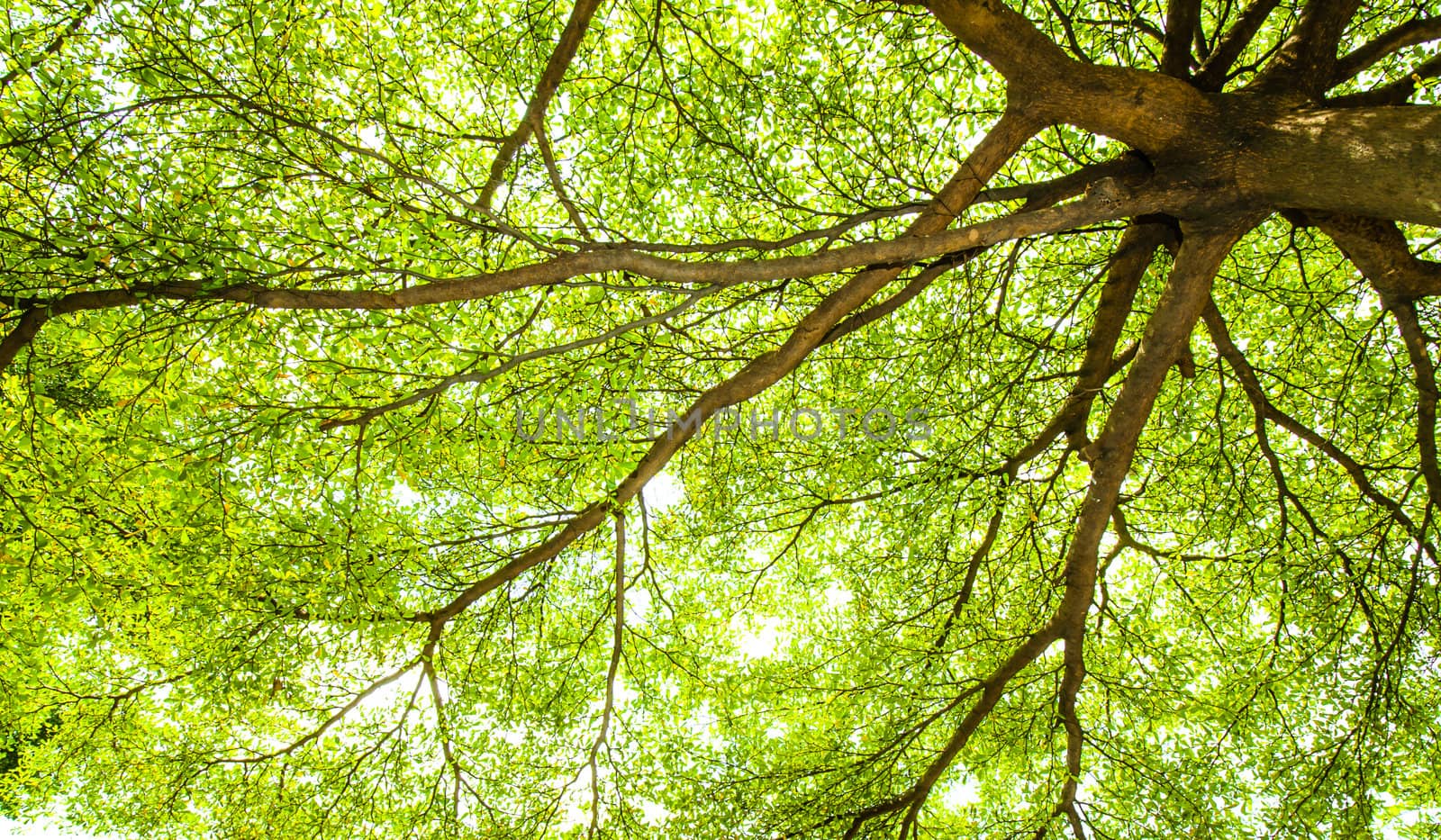 picture under the tree with spread branch and green leaves