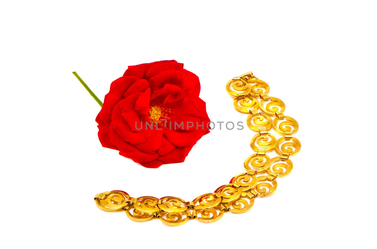 red rose and golden chain necklace isolated on white