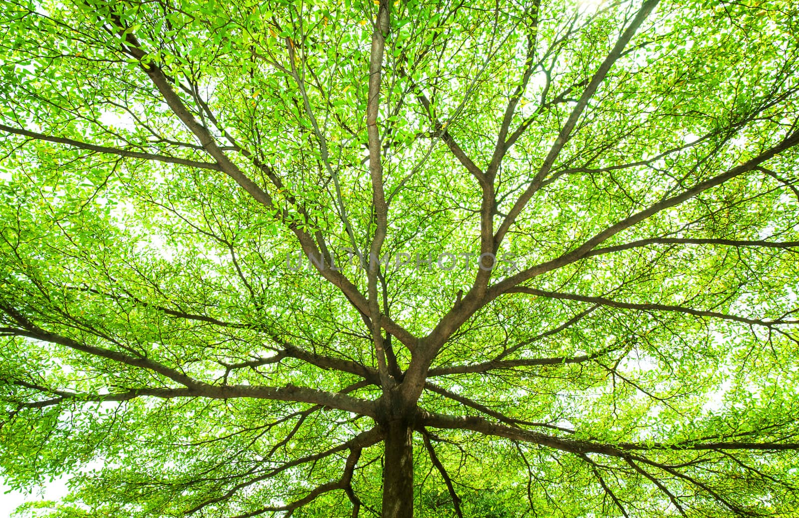 Under the tree with spread branch and green leaves by TanawatPontchour