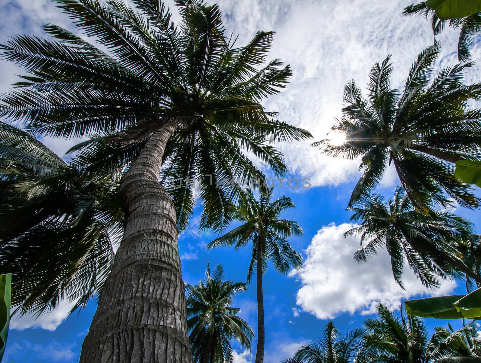 Coconut trees against bright blue sky