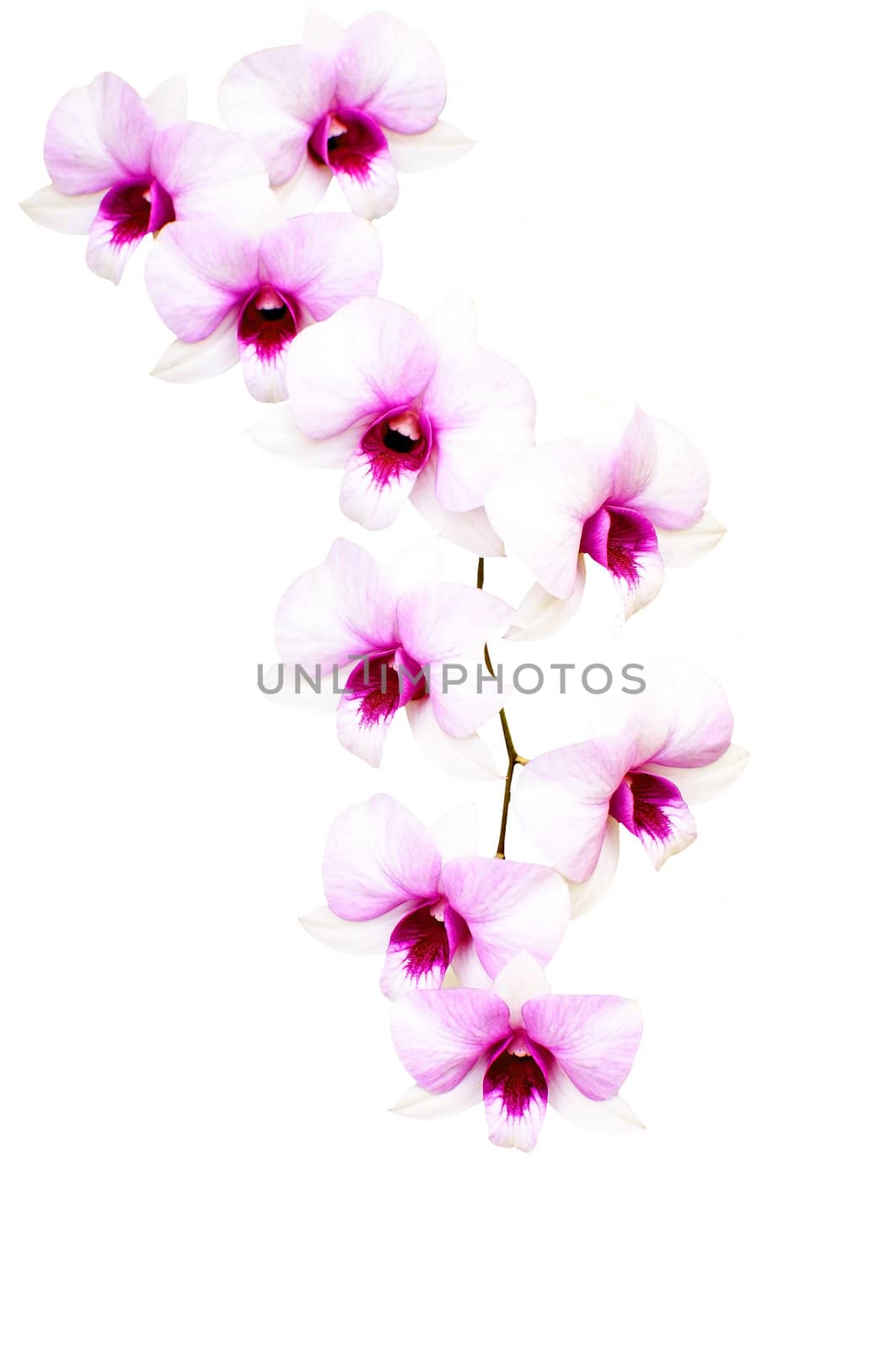 Orchid isolated on white background with clipping path by TanawatPontchour