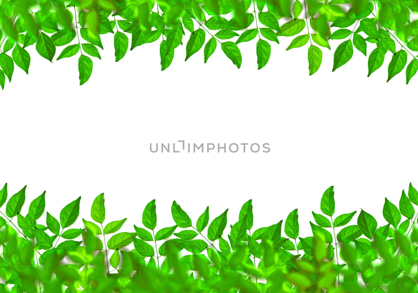 green leaves on white background by TanawatPontchour
