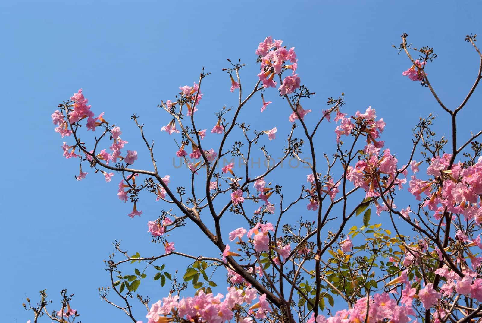 Tebebuia Flower(Pink trumpet) blooming in Spring season 