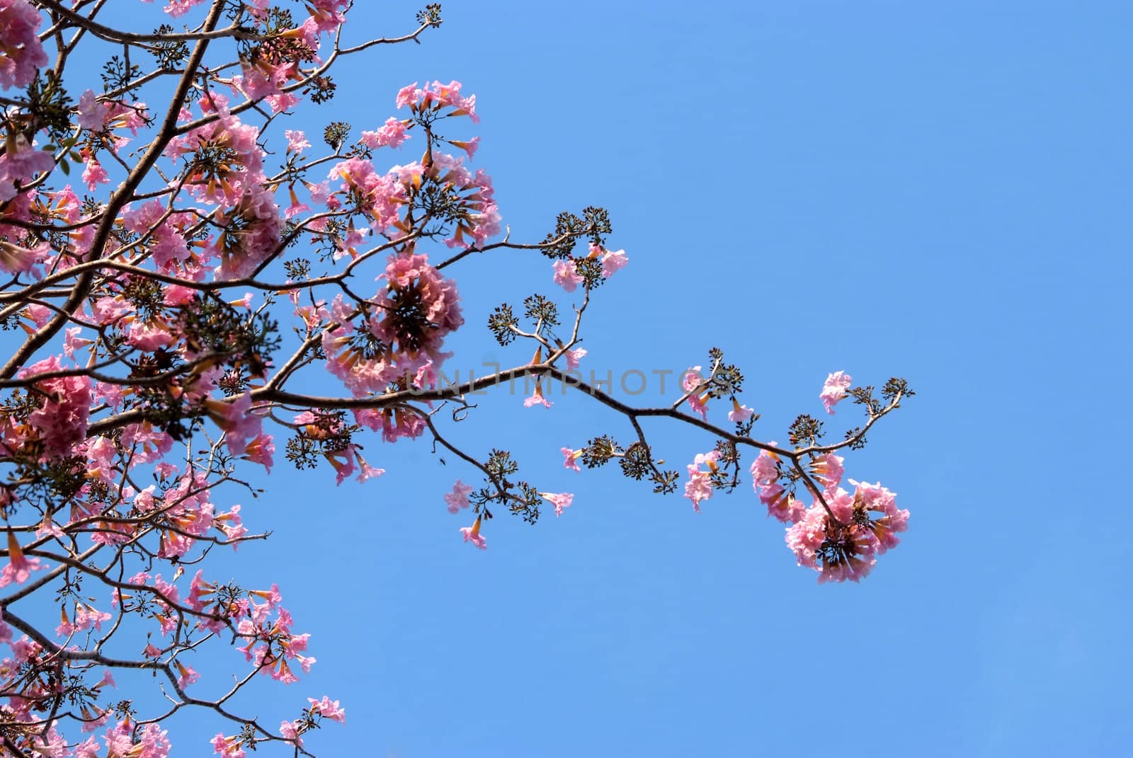 Tebebuia Flower(Pink trumpet) blooming in Spring season 