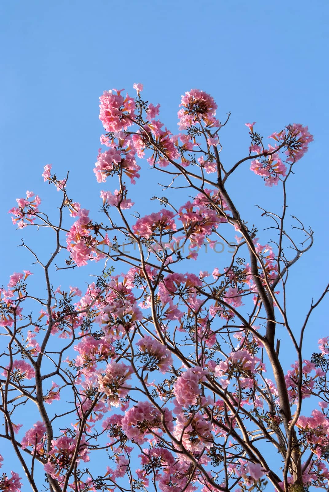 Pink Tabebuia blossom  by opasstudio